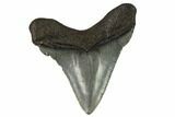 Serrated, Chubutensis Tooth - Megalodon Ancestor #115736-1